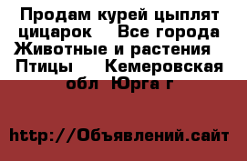 Продам курей цыплят,цицарок. - Все города Животные и растения » Птицы   . Кемеровская обл.,Юрга г.